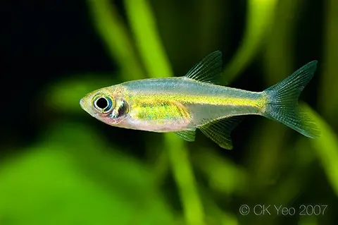 Microdevario kubotai
