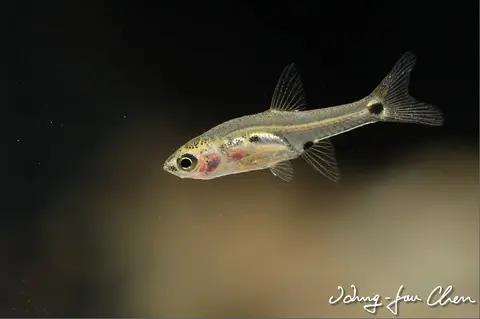 三斑泰波鱼