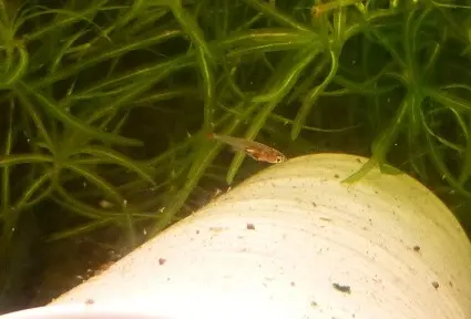 Tanichthys sp. 'Vietnam'