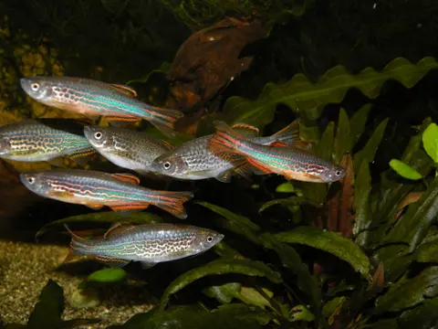 Danio kyathit