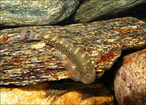 Gastromyzon farragus