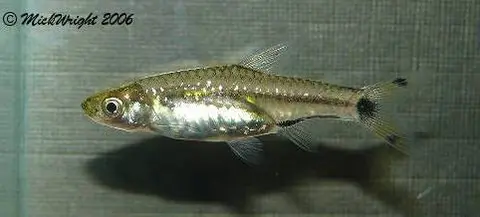 污斑波鱼