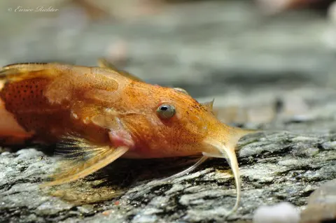 Caelatoglanis zonatus