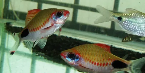 Dawkinsia assimilis