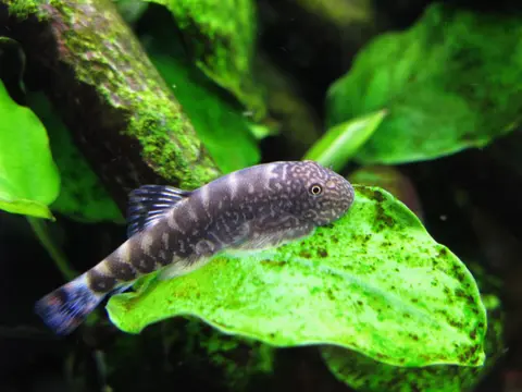 Gastromyzon ocellatus