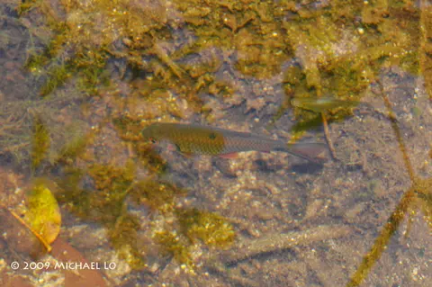 Systomus orphoides