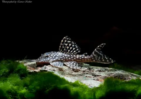 Hypancistrus sp.