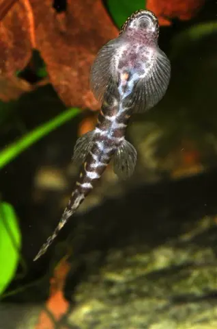 Erromyzon sp. 'ER02'