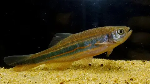 Devario assamensis