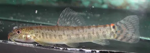 Acanthocobitis sinuata
