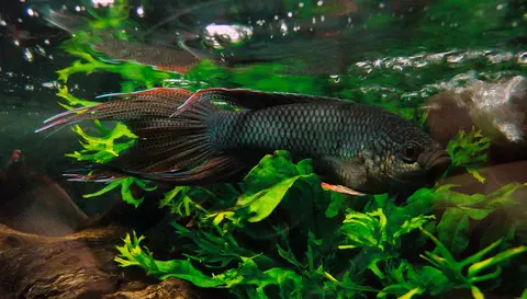 Macropodus erythropterus