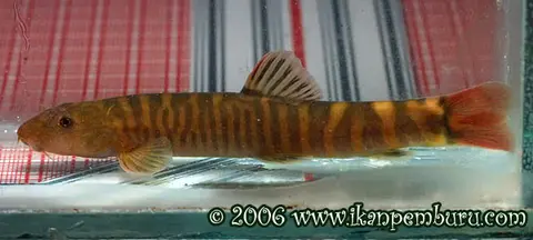 盈江条鳅