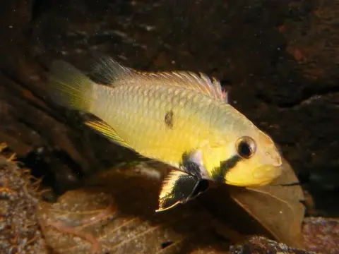 Apistogramma barlowi