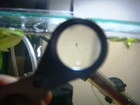 Microdevario kubotai