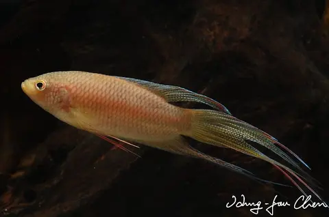 Macropodus erythropterus