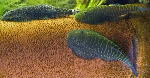Gastromyzon stellatus