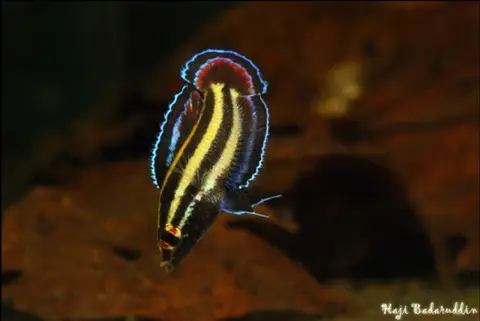 Parosphromenus alfredi