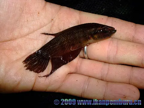 Betta pinguis