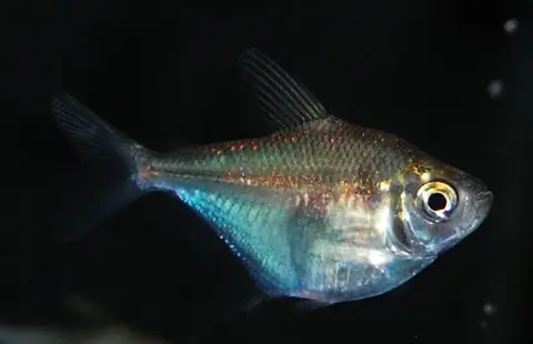 Brachychalcinus orbicularis