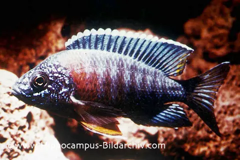 Aulonocara maylandi