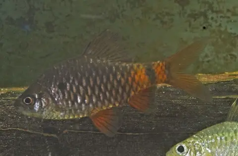 Pethia nigripinnis