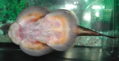 刺臀华吸鳅
