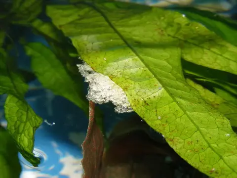 恒河毛足斗鱼