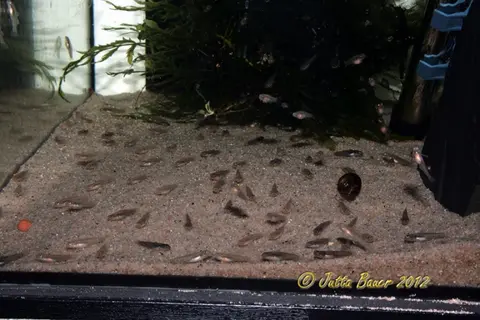 南台吻鰕虎鱼