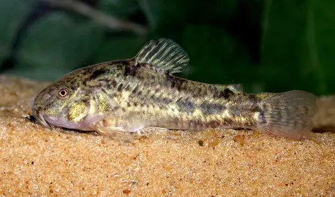 Hoplisoma gladysae