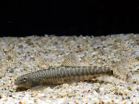 中华原吸鳅