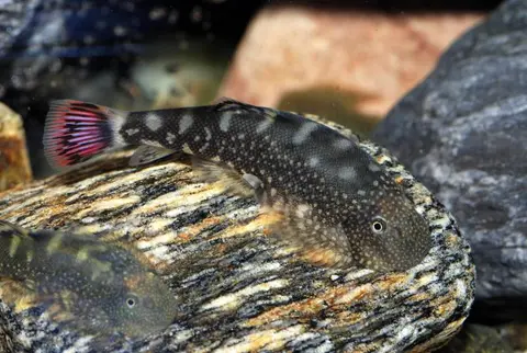Gastromyzon ocellatus