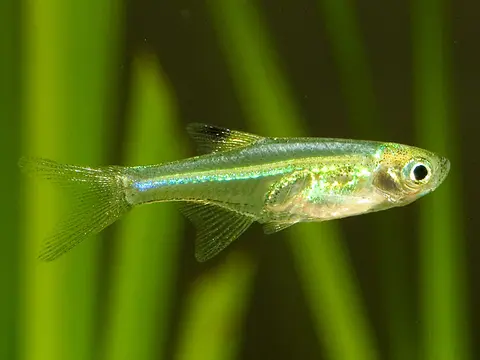 Microdevario nanus