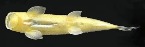 Garra nambulica