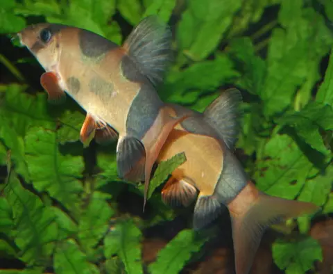 三间鼠