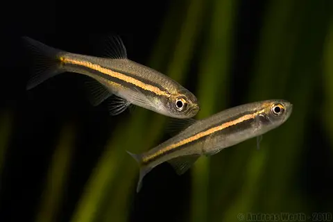 Danio jaintianensis