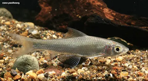 Gymnostomus lobatus