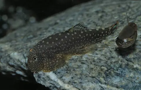 Gastromyzon scitulus