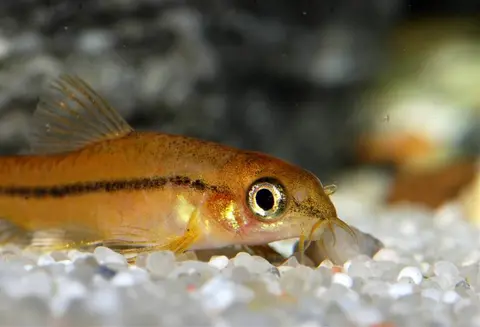 Physoschistura mango
