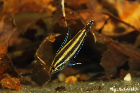 Parosphromenus alfredi