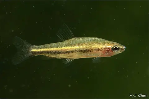 Nannostomus anduzei