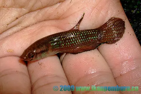 Betta antoni