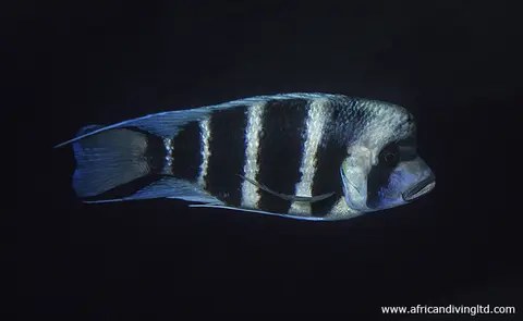 Cyphotilapia gibberosa