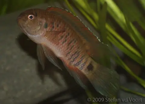 Badis tuivaiei