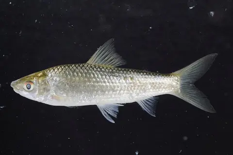 Gymnostomus lobatus