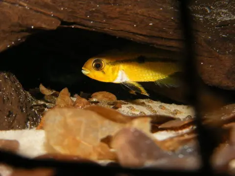 Apistogramma eremnopyge