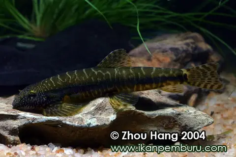 中华原吸鳅