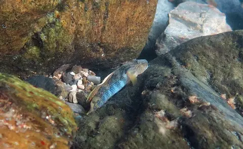 Rhinogobius sp. 'CB'