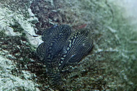 思凡腹吸鳅