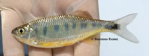 Opsarius signicaudus