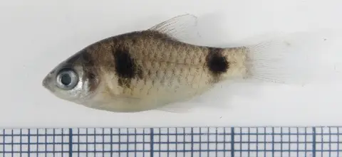 Pethia tiantian